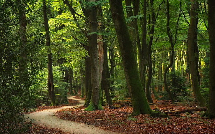 jalan antara pohon daun hijau, alam, hutan, lanskap, jalan setapak, pohon, daun, sinar matahari, Wallpaper HD