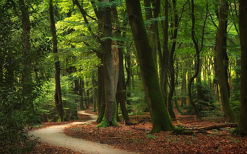 estrada entre árvores de folha verde, natureza, floresta, paisagem, caminho, árvores, folhas, luz solar, HD papel de parede HD wallpaper