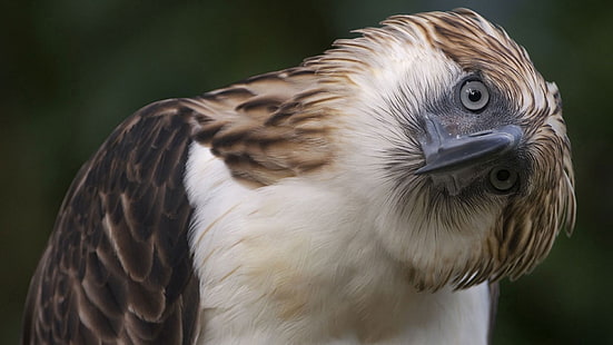 Vögel, philippinischer Adler, Adler, HD-Hintergrundbild HD wallpaper