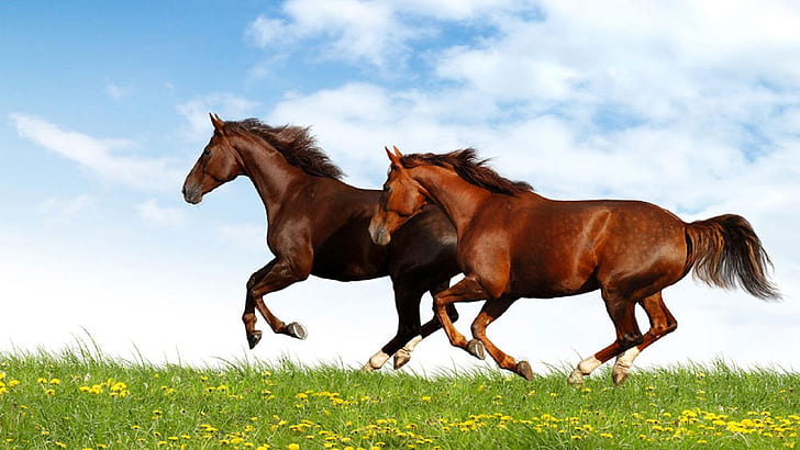 الحصان البني والأحمر يركض في حقل من العشب الأخضر خلفية سطح المكتب عالية الدقة، خلفية HD