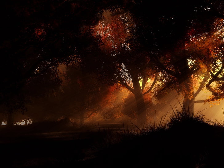 pohon berdaun coklat, pohon, malam, musim gugur, Wallpaper HD