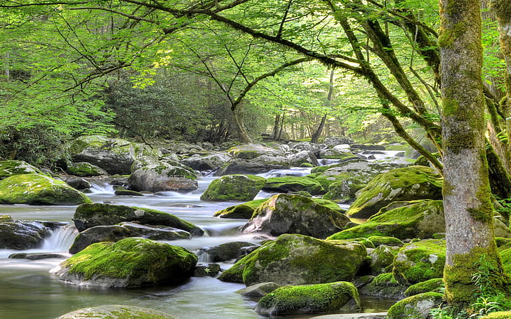Dağ nehir nehir kayalar yatak ağaçlar Moss Milli Parkı büyük Smoky Dağları, HD masaüstü duvar kağıdı