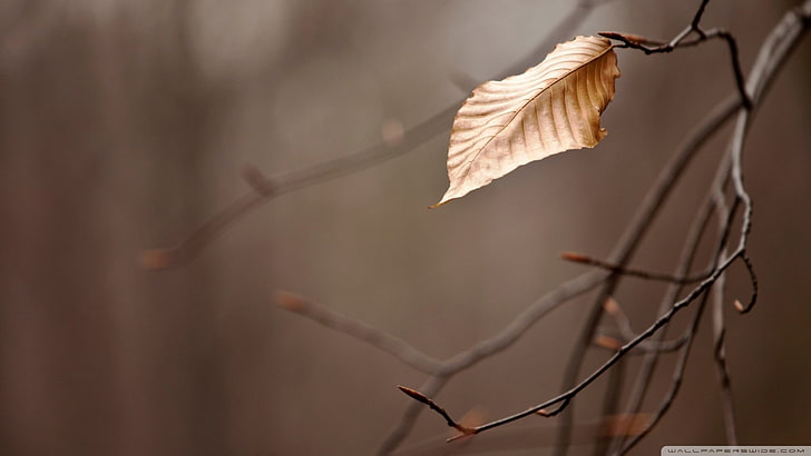 Fotografia zbliżenie brązowy liść, natura, jesień, liście, gałąź, Tapety HD