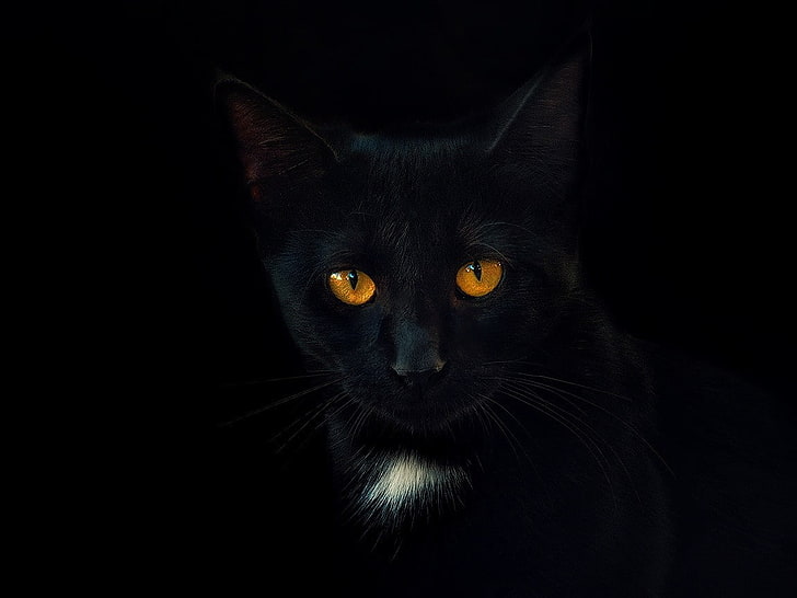 svarta katter, porträtt, enkel bakgrund, svart bakgrund, djur, HD tapet