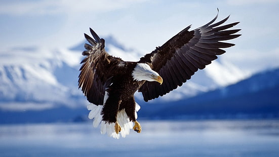 montañas volando pájaros águilas fondo borroso 1920x1080 Animales Aves HD Art, montañas, volando, Fondo de pantalla HD HD wallpaper