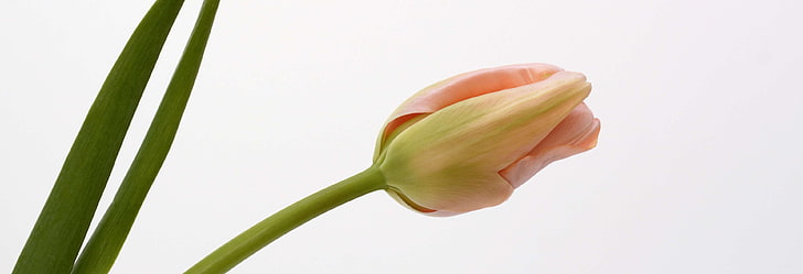 albicocca, bandiera, fiore, fiore, chiudere, fiore, frhlingsanfang, immagine testa, intestazione, foglie, natura, primavera, fiori di primavera, grazie, tulipano, Sfondo HD