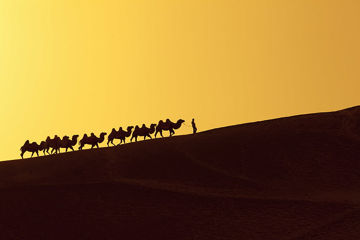 silhueta de camelos, deserto, duna, pessoa, camelos, HD papel de parede
