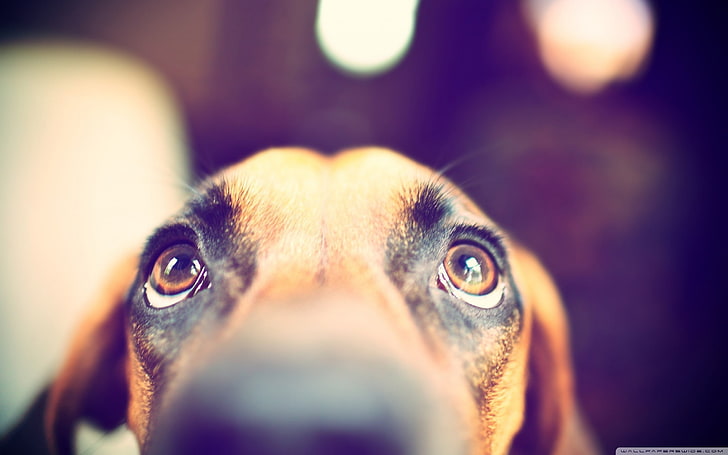 short-coated brown dog, dog, eyes, animals, HD wallpaper