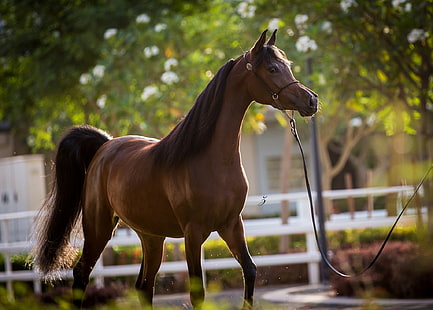horse, stallion, grace, chestnut, Arab, HD wallpaper HD wallpaper
