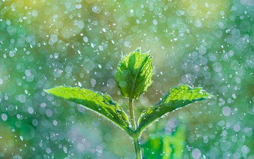 fotografi makro tanaman hijau, mint, mint, Menthe, Segar, fotografi makro, tanaman hijau, mint, flore, flora, bokeh, alam, drop, daun, basah, embun, kesegaran, tanaman, musim panas, rintik hujan, air, warna hijau, hujan, close-up, latar belakang, Wallpaper HD HD wallpaper