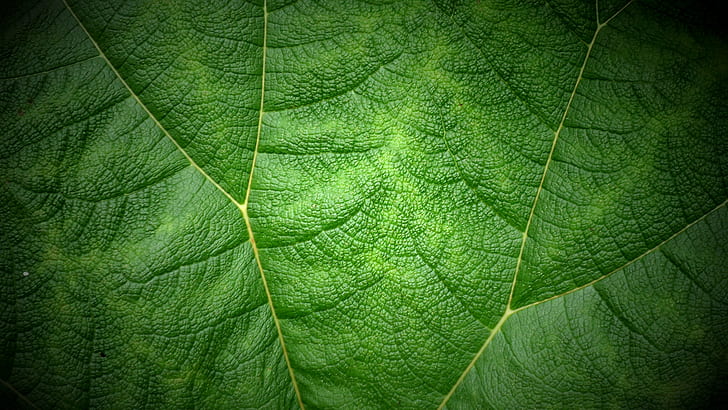 green leaf, versus, II, green leaf, Souleyman, leaf, nature, plant, backgrounds, green Color, close-up, freshness, pattern, environment, botany, macro, textured, HD wallpaper