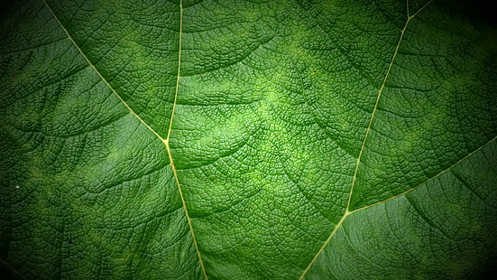 green leaf, versus, II, green leaf, Souleyman, leaf, nature, plant, backgrounds, green Color, close-up, freshness, pattern, environment, botany, macro, textured, HD wallpaper HD wallpaper