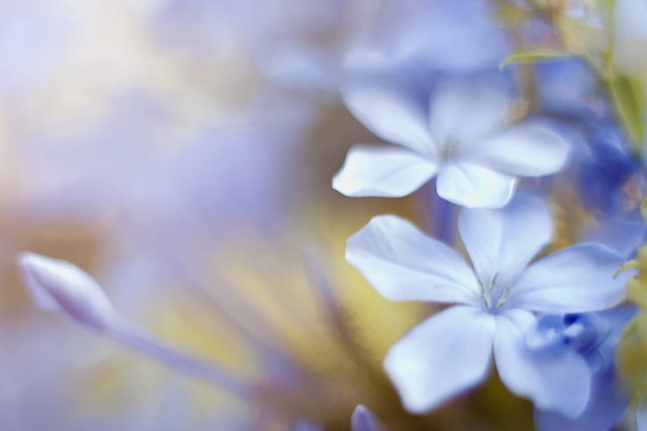 flores de pétalas azuis, azul, Canon 450D, Flores, Flores, natureza, flor, planta, beleza Na natureza, primavera, macro, HD papel de parede