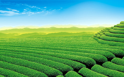 plantación de té, Fondo de pantalla HD HD wallpaper