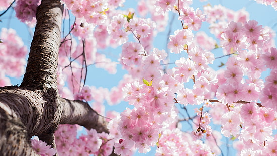 Cherry flowers blossom, tree, twigs, spring, Cherry, Flowers, Blossom, Tree, Twigs, Spring, HD wallpaper HD wallpaper
