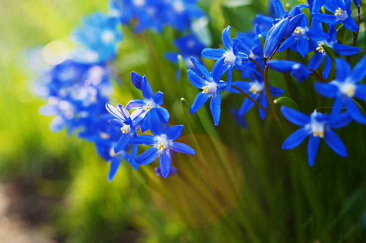 niebieskie płatki kwiatów na zdjęciu zbliżenie, wiosna, bokeh, niebieski, kwiaty, zbliżenie, zdjęcie, kwiecisty, makro, flara obiektywu, DoF, Sony A700, środa, HBW, 35mm, natura, kwiat, roślina, fioletowy, lato, wiosna , kwiat Głowa, płatek, Tapety HD