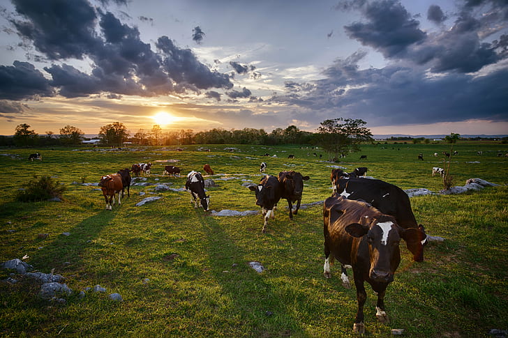オープン草地の白黒牛の群れ、好奇心、群れ、白黒、牛、オープン、草、フィールド、風景、牧草地、牛、田園、キヤノン、牛、農業、農場、田園風景、自然、動物、草原、屋外、放牧、家畜、哺乳類、夏、 HDデスクトップの壁紙