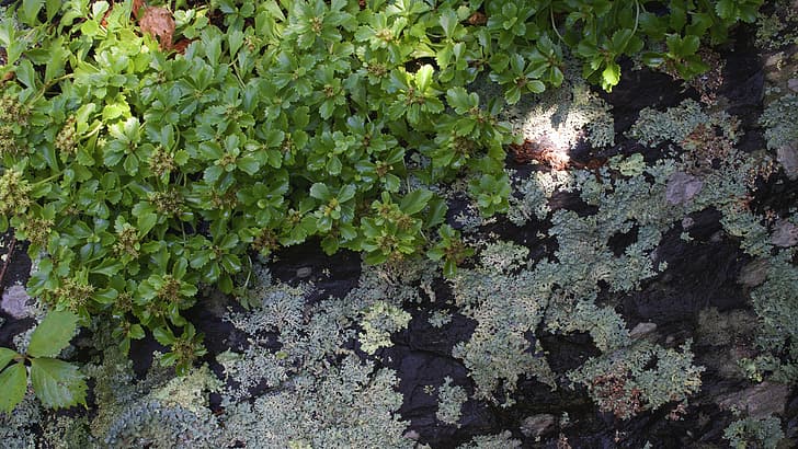 plants, nature, stone, lichen, HD wallpaper