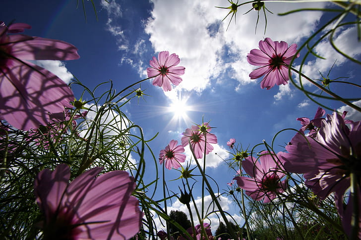 pink cosmos flowers low-angle photography under blue cloudy sky, Sunny Side Up, pink, cosmos, low-angle, photography, cloudy, flower, looking up, sun, sky  blue, clouds, lexington  kentucky, arboretum, top, f25, f50, c25, f75, f100, f150, c50, f200, f250, c75, c100, f300, f400, f500, c200, f700, f750, mashallah, f1000, the very best of, flickr, masterpiece, HD wallpaper