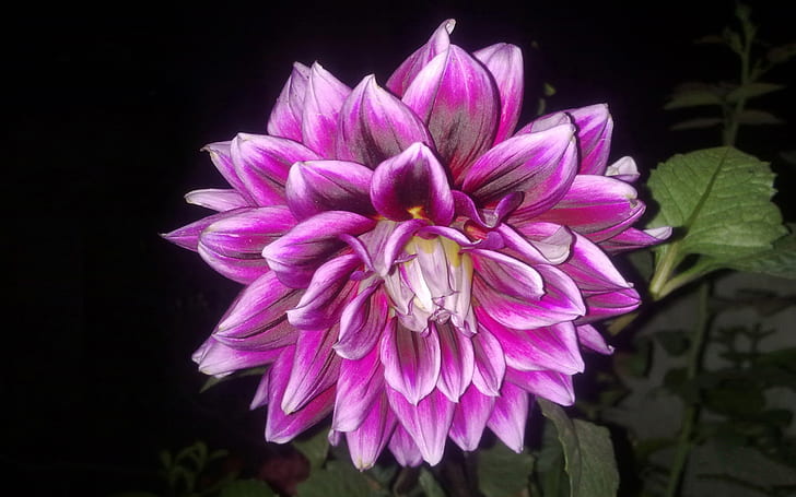 Dahlia Flower With Purple And Black Background Full Hd Wallpapers 1920×1200, HD wallpaper