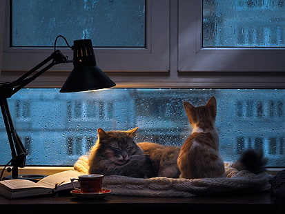 autumn, cat, glass, drops, light, cats, the city, comfort, house, kitty, heat, grey, room, rain, stay, tea, together, Windows, lamp, sleep, the evening, scarf, baby, window, red, pair, sleeping, Cup, book, twilight, a couple, sitting, Duo, two, well, outside the window, Pets, knitted, home, two cats, tea for two, HD wallpaper HD wallpaper