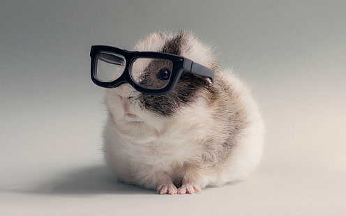 animals glasses guinea pigs, HD wallpaper HD wallpaper