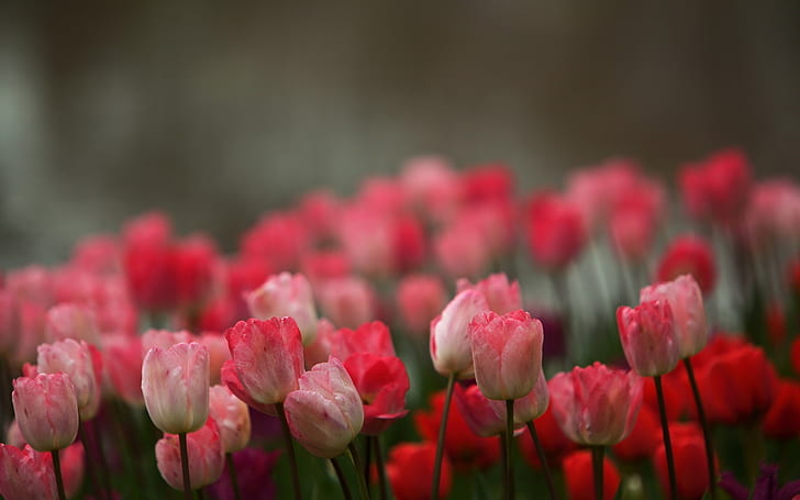 Flores de color rosa, tulipanes, desenfoque de fondo, rosa, flores, tulipanes, desenfoque, fondo, Fondo de pantalla HD