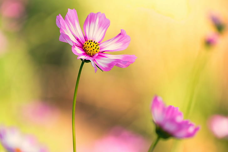 фиолетово-белые многолепестковые цветы в фотографиях с выборочным фокусом в дневное время, Космос, фиолетовый, белый, лепесток, выборочный фокус, фотография, в дневное время, цветы, цветочные, Денверский ботанический сад, Колорадо, лето, природа, растения, на открытом воздухе, красотаНа природе, крупный план, розовый цвет, цветок космоса, разноцветный, маргаритка, HD обои