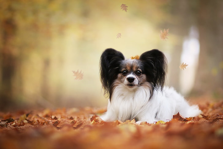 autumn, leaves, dog, bokeh, Papillon, The continental toy Spaniel, HD wallpaper