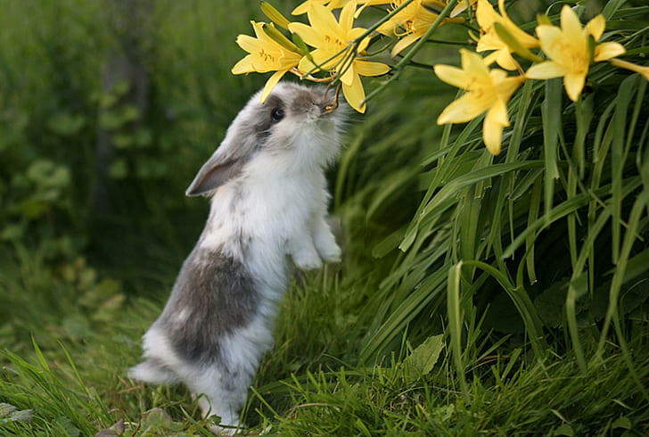 I Can Almost Reach It, nice, rabbit, bunny, cute, animals, HD wallpaper