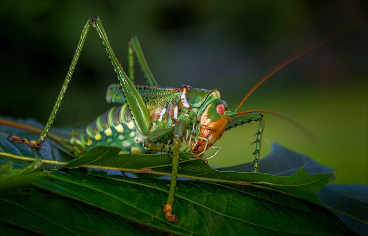macro, insect, grasshopper, locust, HD wallpaper