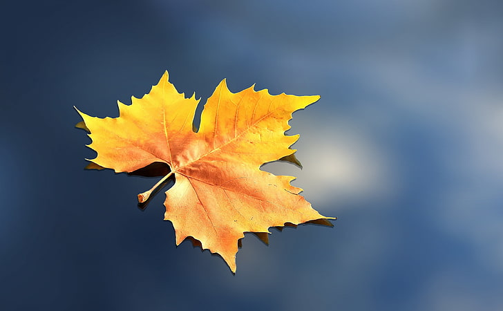 Одинокий лист, коричневый кленовый лист, Сезоны, Осень, падение, вода, синий, желтый, лист, падение, плавающий, HD обои