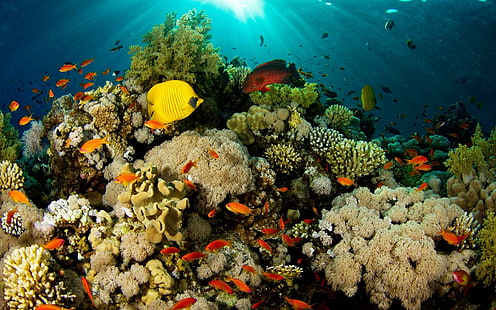 Под морем, кораллы, подводные животные, рыбы, рифы, HD обои HD wallpaper
