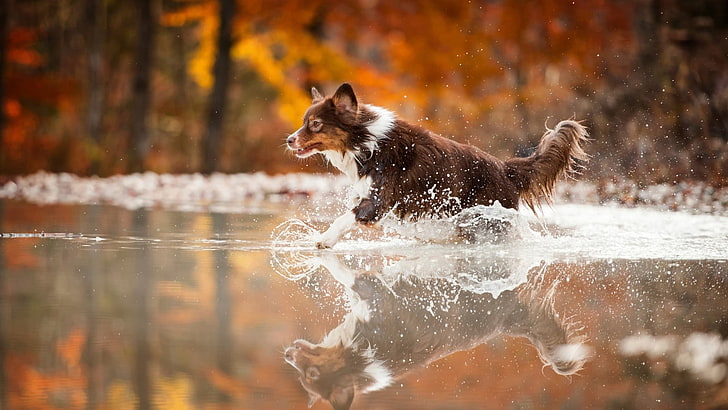 작은 짧은 코팅 흰색과 갈색 개, 개, 동물, 물, 달리기, HD 배경 화면