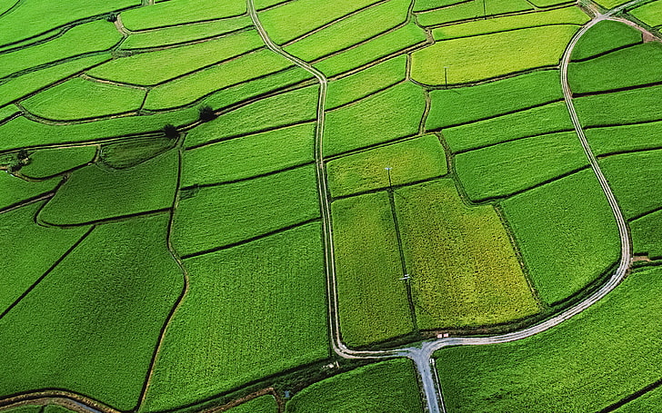 Rice field HD wallpapers free download | Wallpaperbetter