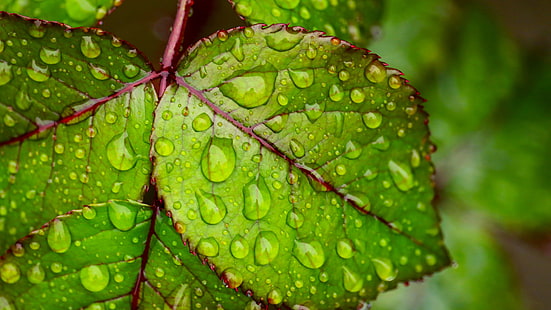 Water droplets on green leaf 4K Ultra HD Wallpapers for Mobile phones Tablet and PC 3840×2160, HD wallpaper HD wallpaper