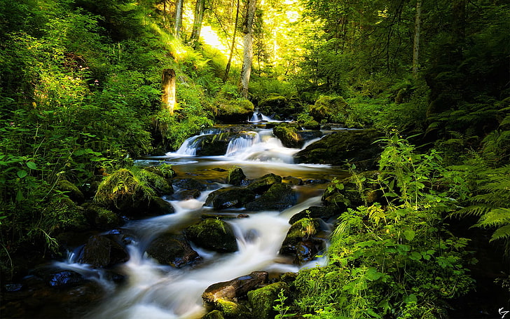 พืชใบเขียว, ป่า, แม่น้ำ, ธรรมชาติ, พืช, ต้นไม้, การเปิดรับแสงเป็นเวลานาน, วอลล์เปเปอร์ HD