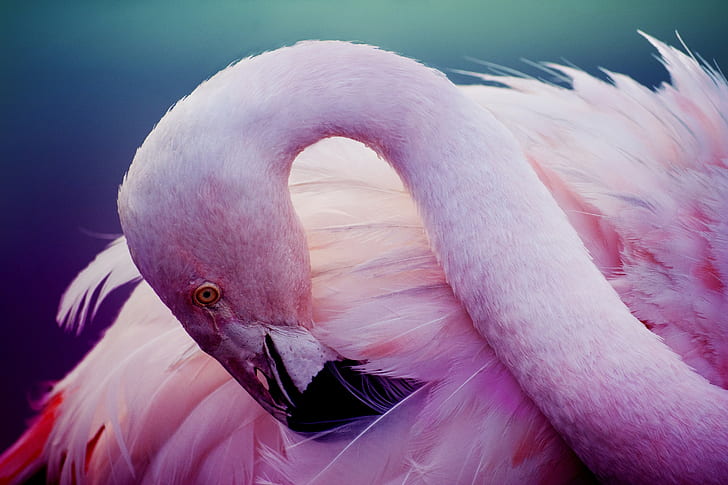 Pink flamingos, bird, pink, feathers, pink flamingos, bird, Flamingo, neck, HD wallpaper