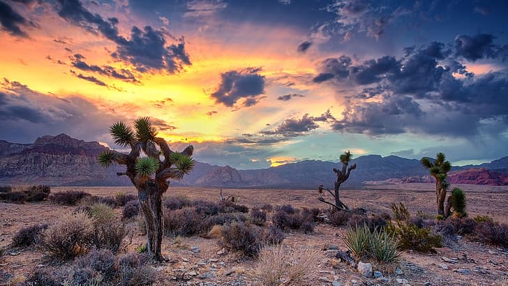 nature, landscape, trees, mountains, desert, rocks, cactus, clouds, sky, sunset, canyon, Las Vegas, Nevada, USA, HD wallpaper