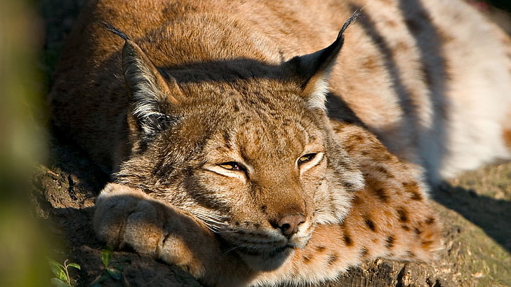 brown lynx cat, lynx, muzzle, sleep, cute, HD wallpaper