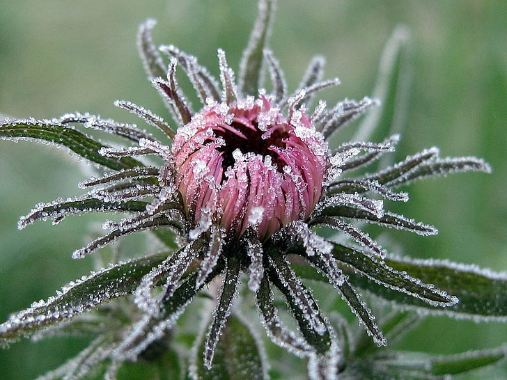 red mums flower bud, flower, leaves, bud, hoarfrost, cold, frost, captivity, HD wallpaper