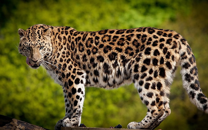 léopard brun, léopard, félin, prédateur, Fond d'écran HD