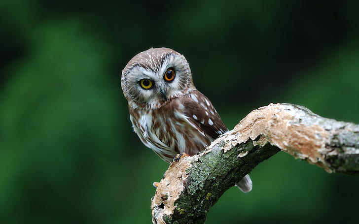Cute owl, Cute, Owl, HD wallpaper