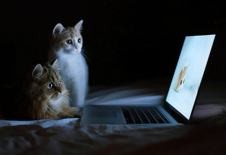 Laptop, kucing, Wallpaper HD | Wallpaperbetter