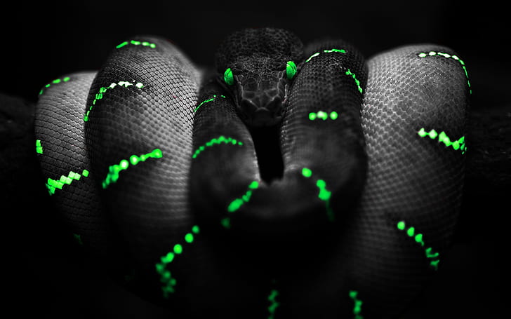 nature black dark animals photography snakes python boa 1680x1050  Abstract Photography HD Art , Black, nature, HD wallpaper