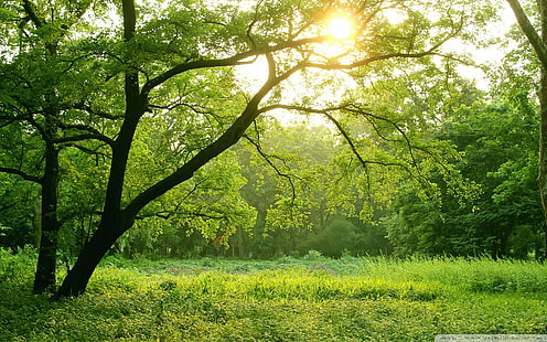 Sunlight Trees HD, nature, arbres, soleil, Fond d'écran HD HD wallpaper