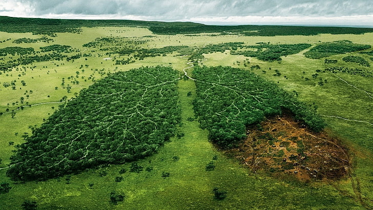 zielone płuca grafika leśna, kreatywność, las, płuca, Tapety HD