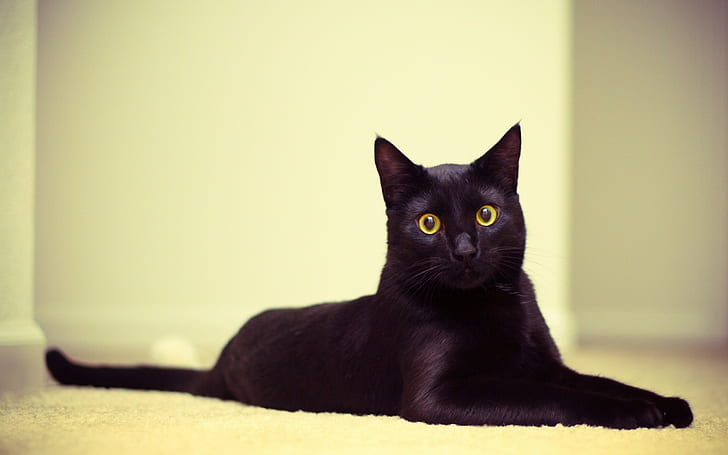 kucing, mata, hitam, kebohongan, penampilan, Kote, 2560x1600, Wallpaper HD