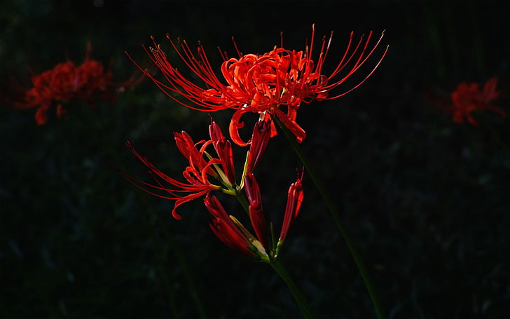 foto de foco raso de flores vermelhas, natureza, flores, macro, plantas, HD papel de parede