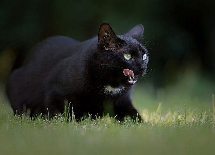 short-furred black cat, cat, HD wallpaper